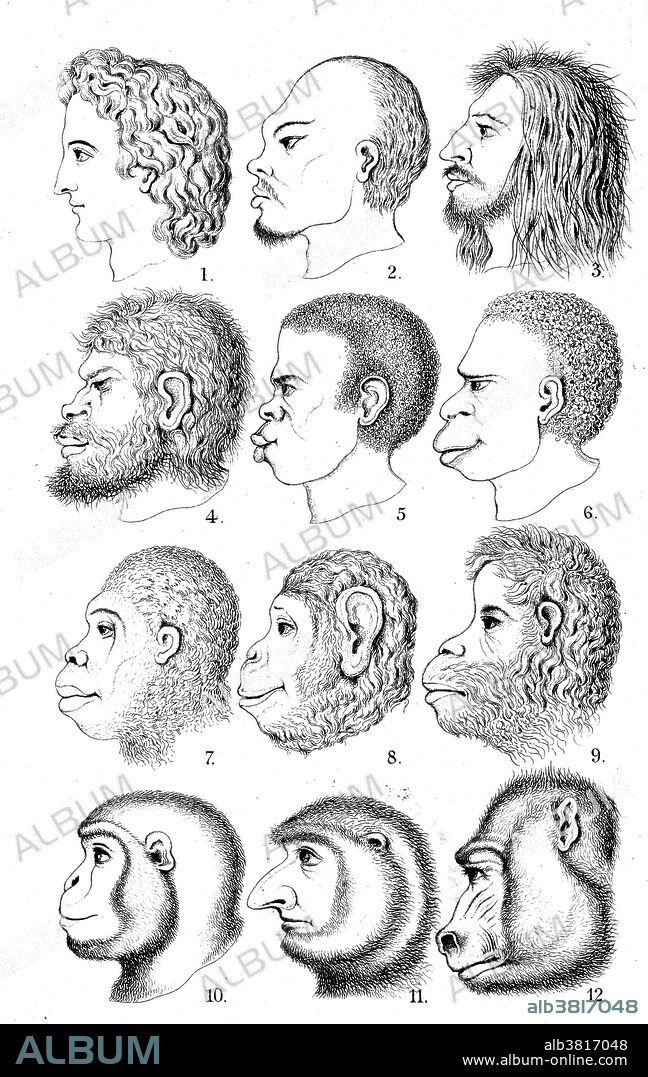 Racist evolutionary theory published by E. Haeckel, 1868. This "Great Chain of Being of Race" portrays an evolutionary chain running from monkeys to humans, in order of the racial and national perferences of the publishers. The heads pictured were supposed to represent, from top to bottom and left to right, "Indo-German, Chinese, Fuegian, Australian Negro, African Negro, Tasmanian, gorilla, chimpanzee, orang, gibbon, proboscis monkey, and mandrill." The naturalist Ernst Haeckel (1834 - 1919) was a German biologist, naturalist, philosopher, physician, professor and artist who discovered, described and named thousands of new species, mapped a genealogical tree relating all life forms, and coined many terms in biology, including anthropogeny, ecology, phylum, phylogeny, and the kingdom Protista. Haeckel promoted and popularized Charles Darwin's work in Germany, though he and Darwin did not always agree. Haeckel's racist views, though not exceptional for the time, were incorporated into his scientific work.