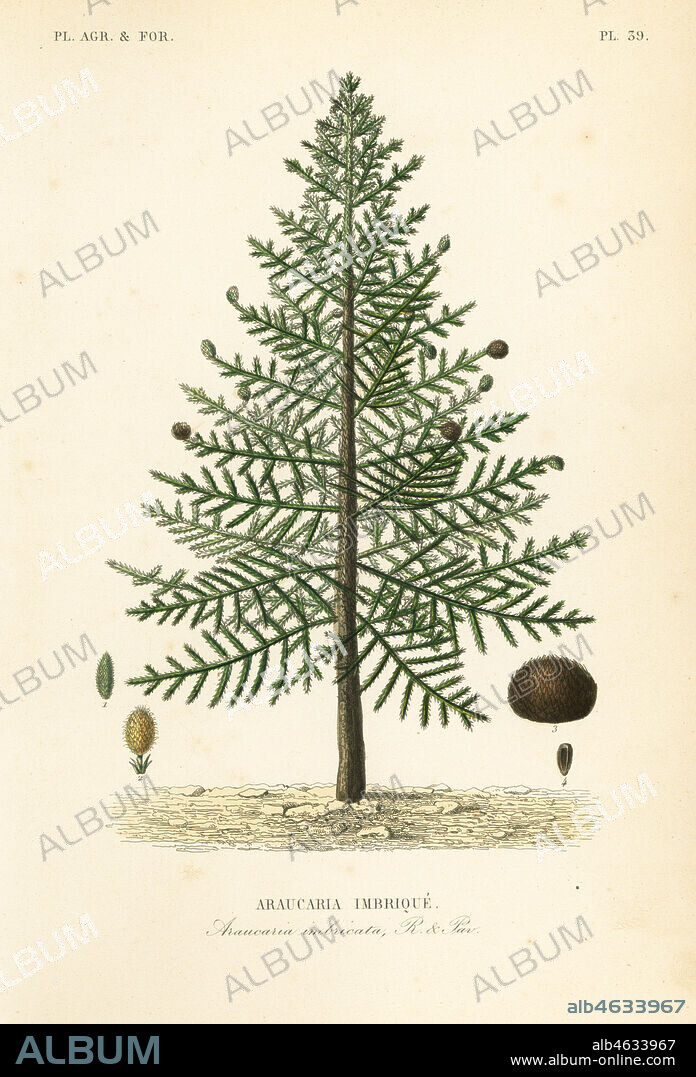 Monkey puzzle tree or Chilean pine, Araucaria araucana, Araucaria imbricata, Araucaria imbrique. Endangered. Handcoloured steel engraving by Oudet after a botanical illustration by Edouard Maubert from Pierre Oscar Reveil, A. Dupuis, Fr. Gerard and Francois Herincqs La Regne Vegetal: Planets Agricoles et Forestieres, L. Guerin, Paris, 1864-1871.