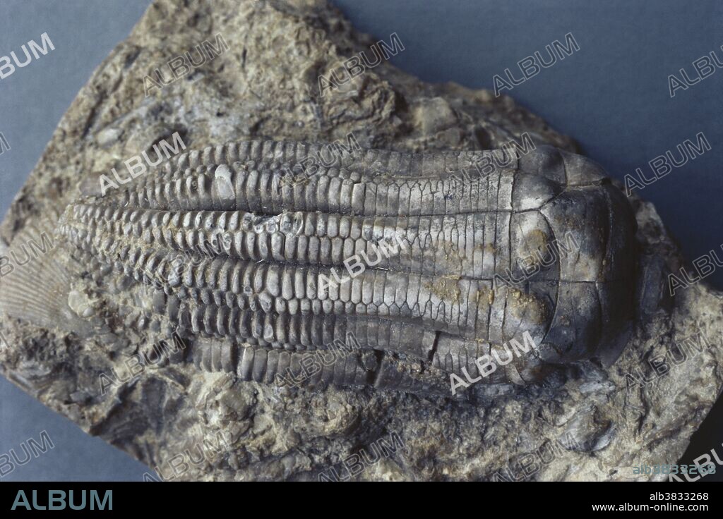 Crinoid fossil (Encrinus sp.) from the Triassic Period, Muschelkalk, Germany.  Encrinus had a small calyx, well-developed arms and pentameral symmetry.  It probably lived in shallow, flowing sea water with its calyx facing the current, trapping microscopic food particles with its pinnules. Length:  35mm.