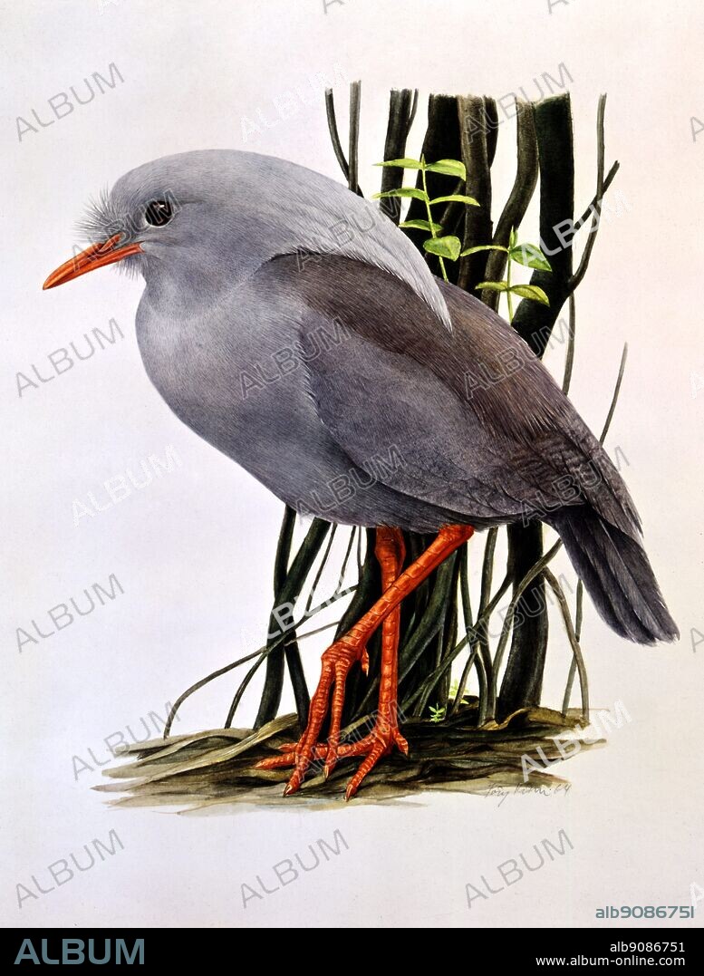 Bird illustration - The Kagu (suborder of the crane - rail order (New Caledonia)) by Jorg Kuhn. The Kagu or Cagou (Rhynochetos jubatus) is a long-legged greyish bird, the only member of the family Rhynochetidae. It is found only in the dense mountain forests of New Caledonia. It is almost flightless, and builds a ground nest of sticks, laying a single egg. It has proved vulnerable to introduced rats and cats, and is threatened with extinction. The remote habitat and rarity of this species mean that little is known of its habits. ©TopFoto.