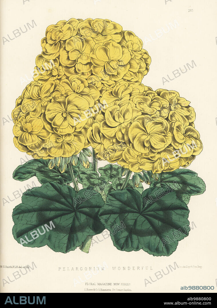 Pelargonium hybrid, Wonderful. Raised by George Smith of Tollingham Nursery, Hornsey Rise, from Pelargonium Vesuvius. Handcolored botanical illustration drawn and lithographed by Worthington George Smith from Henry Honywood Dombrain's Floral Magazine, New Series, Volume 4, L. Reeve, London, 1875. Lithograph printed by Vincent Brooks, Day & Son.