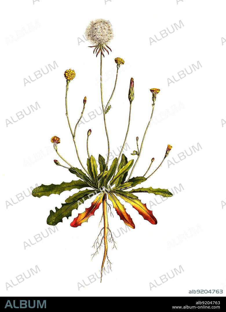 Kahles Ferkelkraut, Hypochaeris glabra / Hypochaeris glabra is a species of flowering plant in the dandelion tribe within the daisy family known by the common name smooth cat's ear, historical, digital improved reproduction of an original from the 19th century / digital restaurierte Reproduktion einer Originalvorlage aus dem 19. Jahrhundert, genaues Originaldatum nicht bekannt.