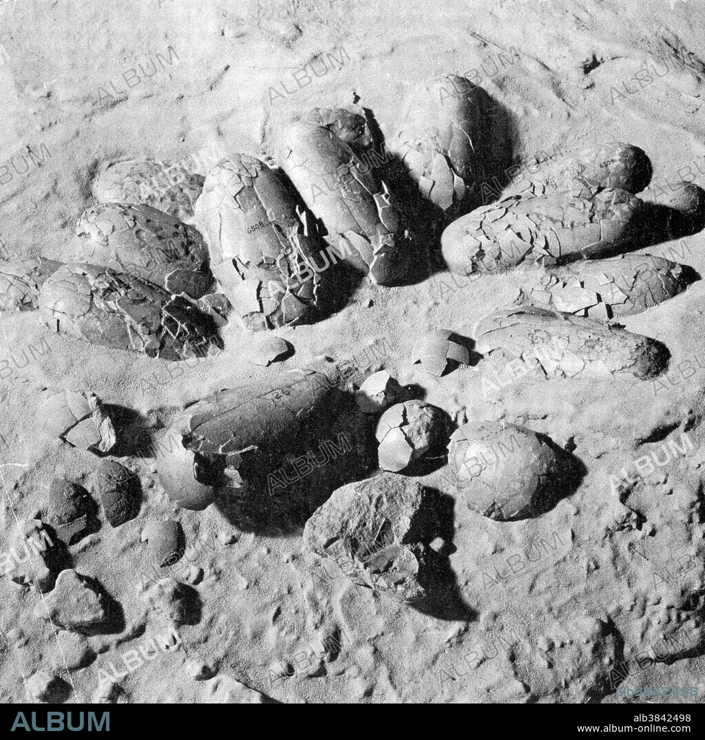 Protoceratops is a genus of sheep-sized herbivorous ceratopsian dinosaur, from the Upper Cretaceous Period (Campanian stage) of what is now Mongolia. It was a member of the Protoceratopsidae, a group of early horned dinosaurs. Protoceratops was a quadrupedal dinosaur that was partially characterized by its distinctive neck frill at the back of its skull. It was approximately 6 feet in length and 2 feet high at the shoulder. A fully grown adult would have weighed less than 400 pounds. The large numbers of specimens found in high concentration suggest that Protoceratops lived in herds. There is speculation that Protoceratops fossils were the basis of griffin myths.