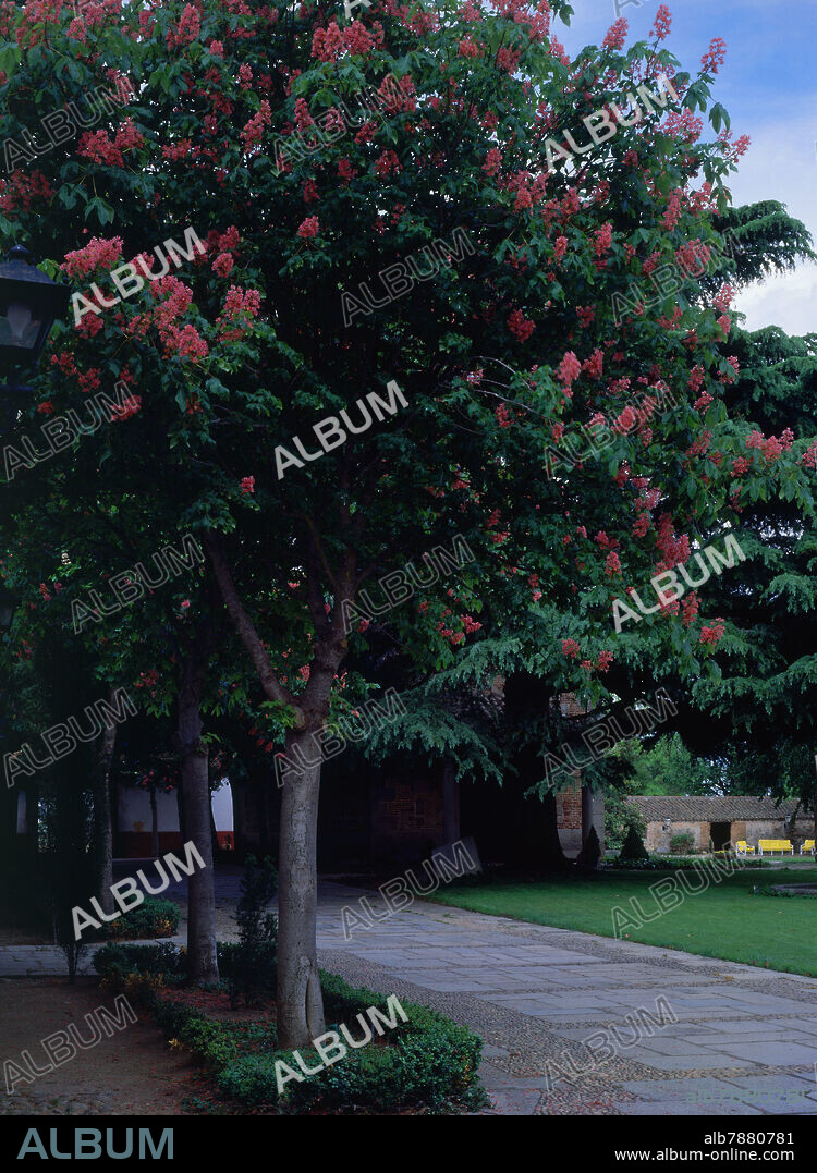 CASTAÑO DE INDIAS EN EL JARDIN.