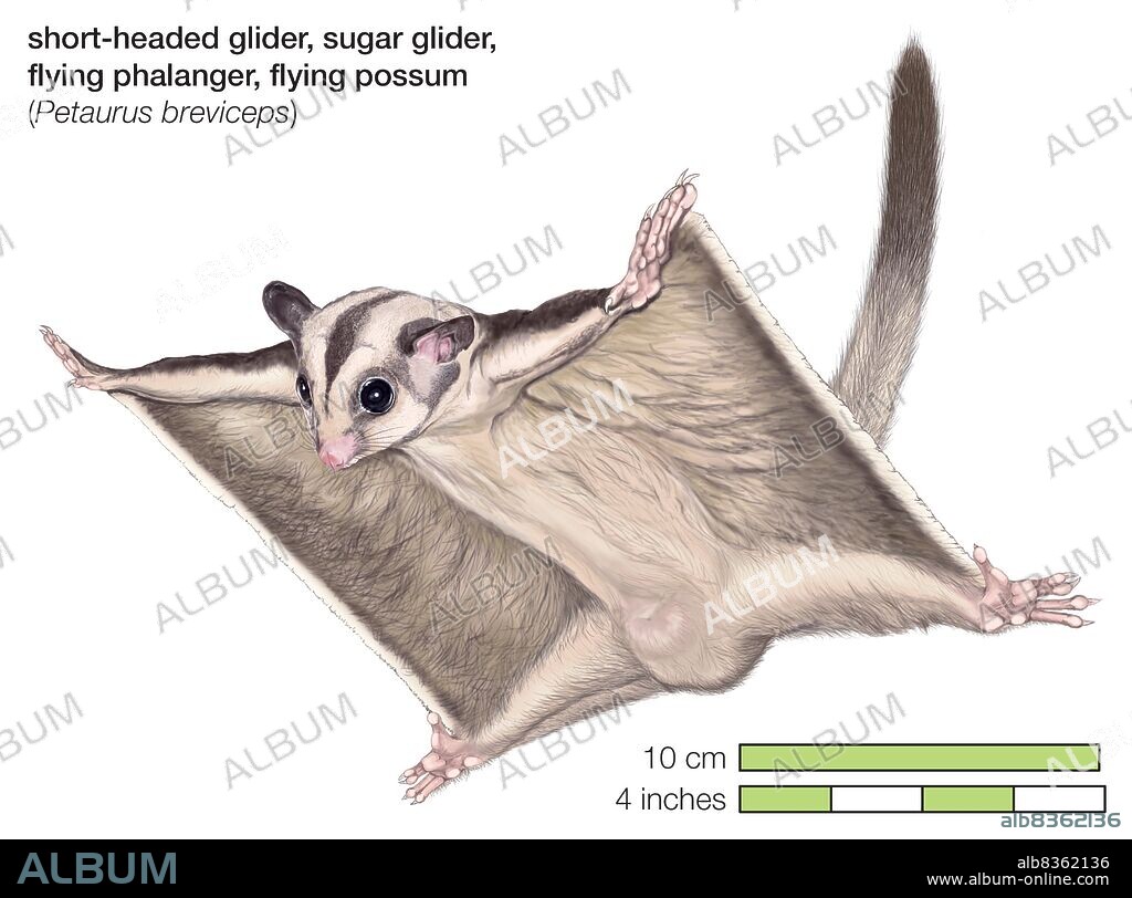 Short-headed, or sugar, glider (Petaurus breviceps).