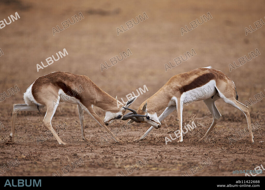 Two springbok (Antidorcas marsupialis) bucks fighting, Kgalagadi Transfrontier Park, encompassing the former Kalahari Gemsbok National Park, South Africa, Africa.