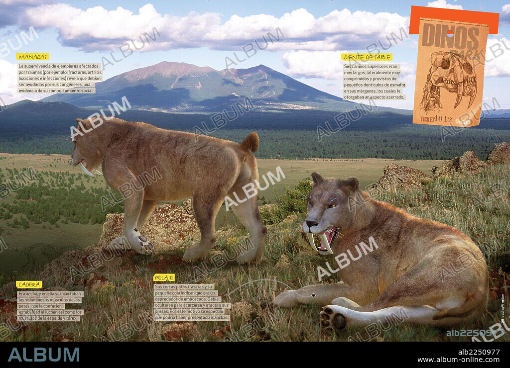 Cómo era el Smilodon. Infografía sobre las características anatómicas más notables del Smilodon, felino del Pleistoceno, era Cenozoica.