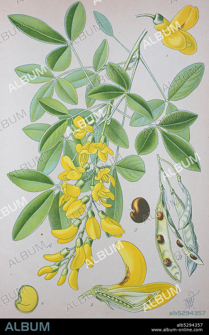 Laburnum,  golden chain or golden rain, family Fabaceae  /  Gemeine Goldregen, Laburnum anagyroides, auch Gewöhnlicher Goldregen genannt, Pflanzenart aus der Gattung Goldregen, Digital improved reproduction of an original print from the 19th century / digitale Reproduktion von einer Originalvorlage aus dem 19. Jahrhundert.