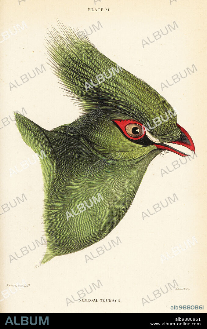 Head of the Guinea turaco, Tauraco persa buffoni. Senegal touraco, Corythaix senegalensis. Handcoloured steel engraving by William Lizars after an illustration by William John Swainson from his Birds of Western Africa in Sir William Jardines Naturalists Library: Ornithology, Lizars, Edinburgh, 1837.