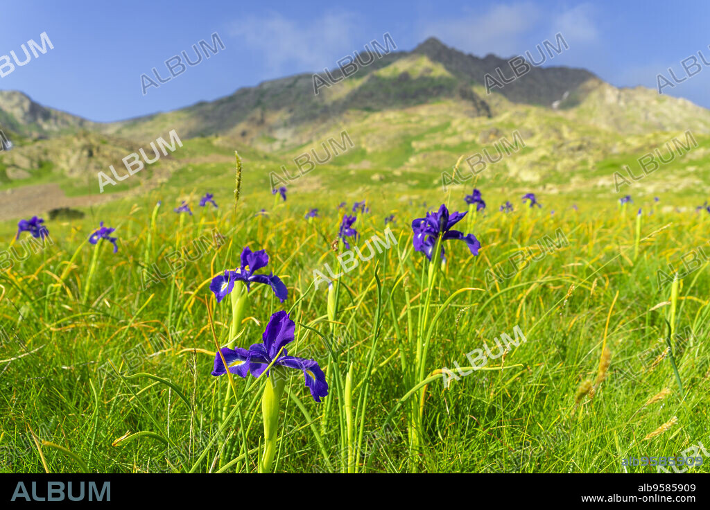 Iris xiphioidies, Lirio azul, Valle de Añes Cruces, parque natural Posets-Maladeta, Huesca, cordillera de los Pirineos, Spain.