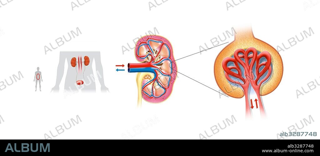 Esquema del sistema urinario.