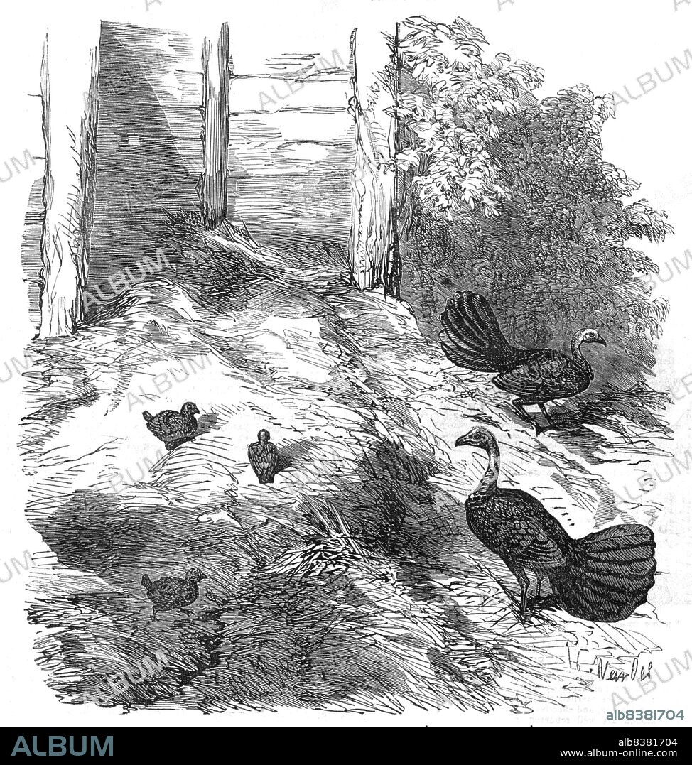 H. WENDEL. Nest of the Brush Turkey, in the Zoological Society's Gardens, Regent's-Park, 1854. 'The Wattled Talegalla...are hot-bed makers; and in these beds or mounds, of no trifling size, they bury their eggs...This mound, however, is not the work of one pair of birds only, but is effected by the united industry of several, which labour in concert for some weeks...It varies in size from two to four cart-loads, and is of a perfectly pyramidal form...it is known to inhabit various parts of New South Wales...unless some measures be adopted for the preservation of this bird, its extinction, at no remote date, may be anticipated. Its flesh is extremely tender, delicate, and juicy...the male seems to look after the young bird, and even keeps the female in the background...It is strange that he should take upon himself duties which, among Gallinaceous birds, are always performed by the female'. From "Illustrated London News", 1854.