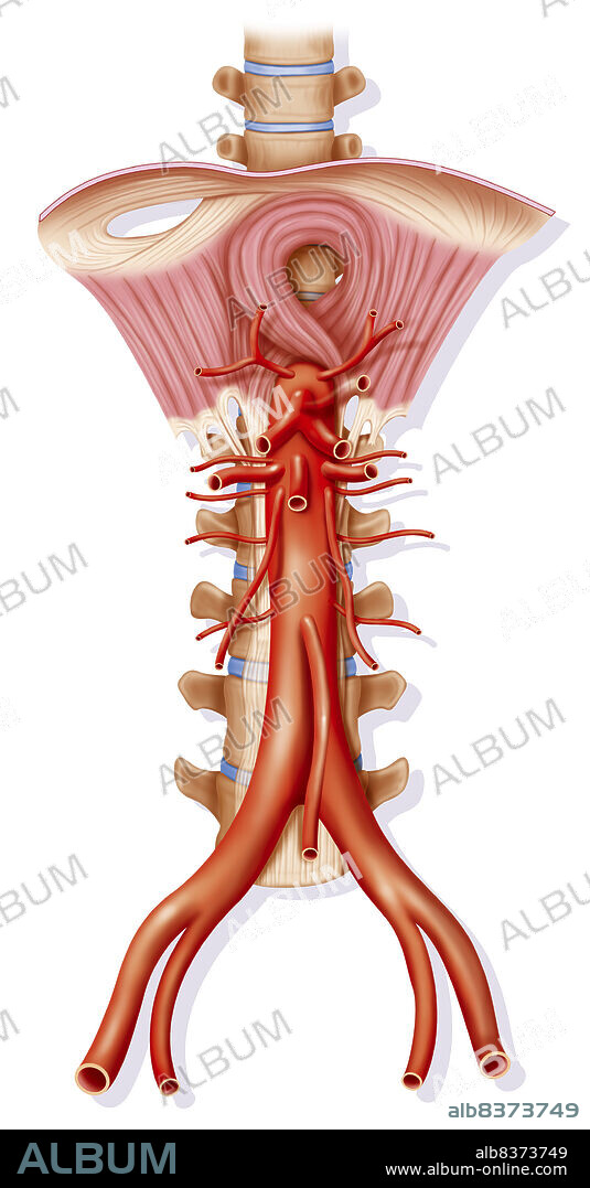 Representation of the abdominal aorta.