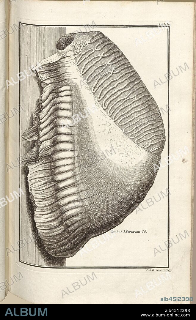 a pound, Petrification, Signed: J. A. Corvinus sculp, Copper engraving, plate L (Vol. 1), Füssli, Johann Melchior; Corvinus, Johann August (sculp.), 1731, Johann Jakob Scheuchzer: Kupfer-Bibel (...). Augspurg und Ulm: gedruckt bey Christian Ulrich Wagner, 1731-1735.