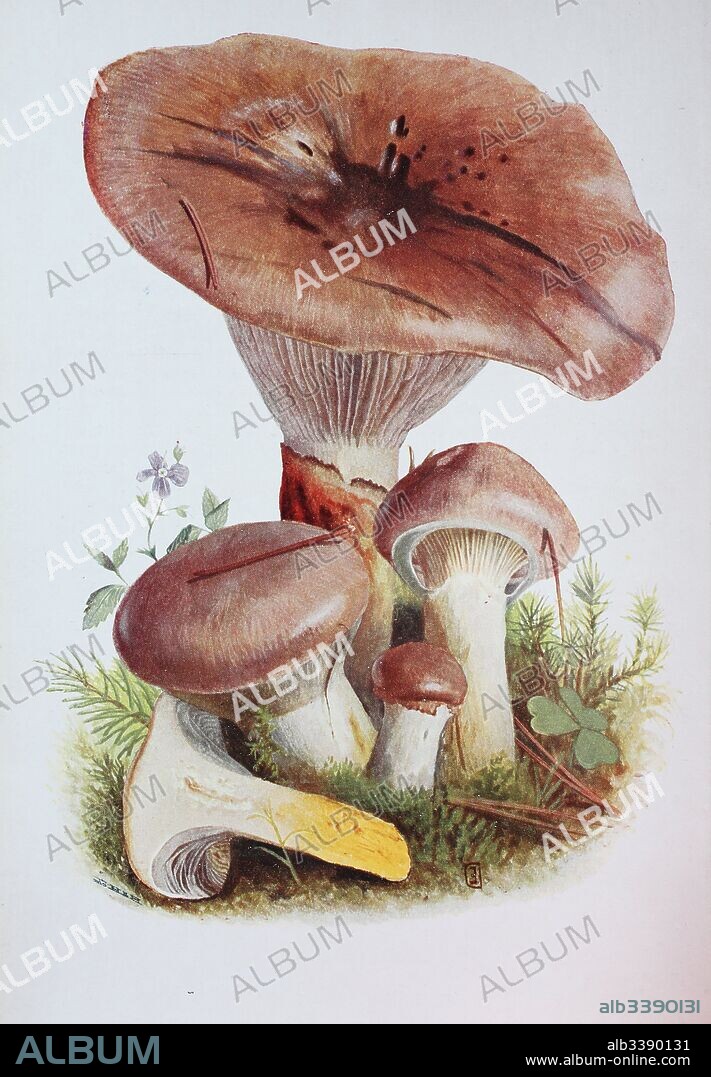 Gomphidius glutinosus, commonly known as the slimy spike-cap, is a gilled mushroom found in Europe & North America, digital reproduction of an ilustration of Emil Doerstling (1859-1940).