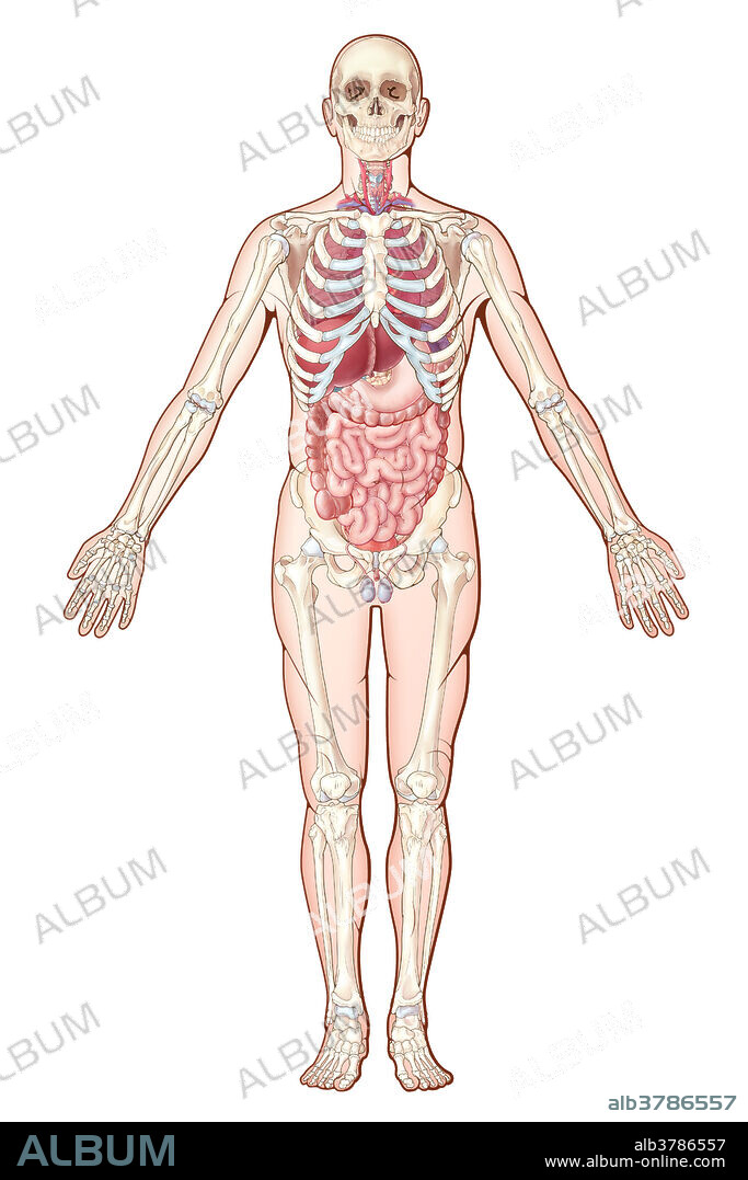 Organ Systems, illustration