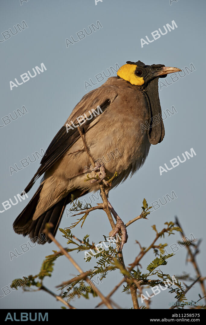 Wattled Starling (Creatophora cinerea), male in breeding plumage, Kruger National Park, South Africa, Africa.
