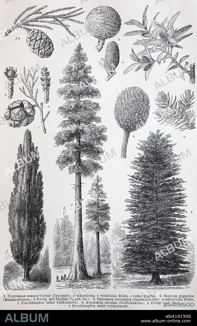 historical image of various gymnosperms: Cypressus sempervirens, Sequoia gigantea, Dammara orientalis, Araucaria excelsa, digital improved reproduction of an original print from the 19th century.