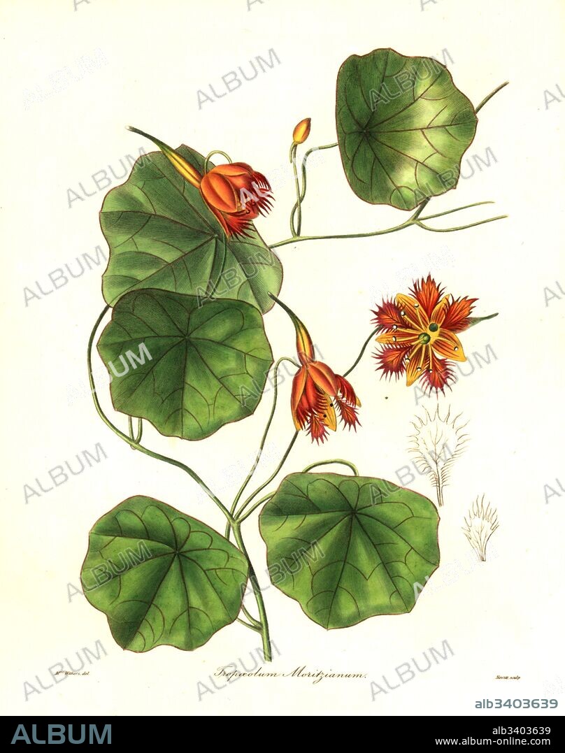 Moritz' Indian cress, Tropaeolum moritzianum. Handcoloured copperplate engraving by S. Nevitt after a botanical illustration by Mrs Augusta Withers from Benjamin Maund and the Rev. John Stevens Henslow's The Botanist, London, 1836.