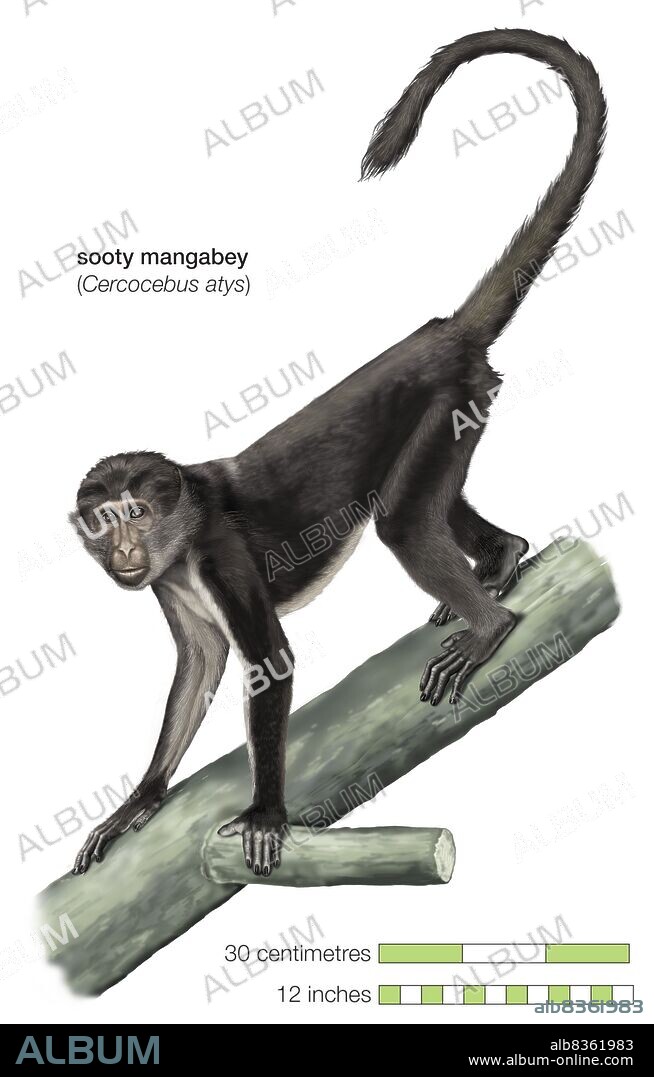 Sooty mangabey monkey (Cercocebus atys).