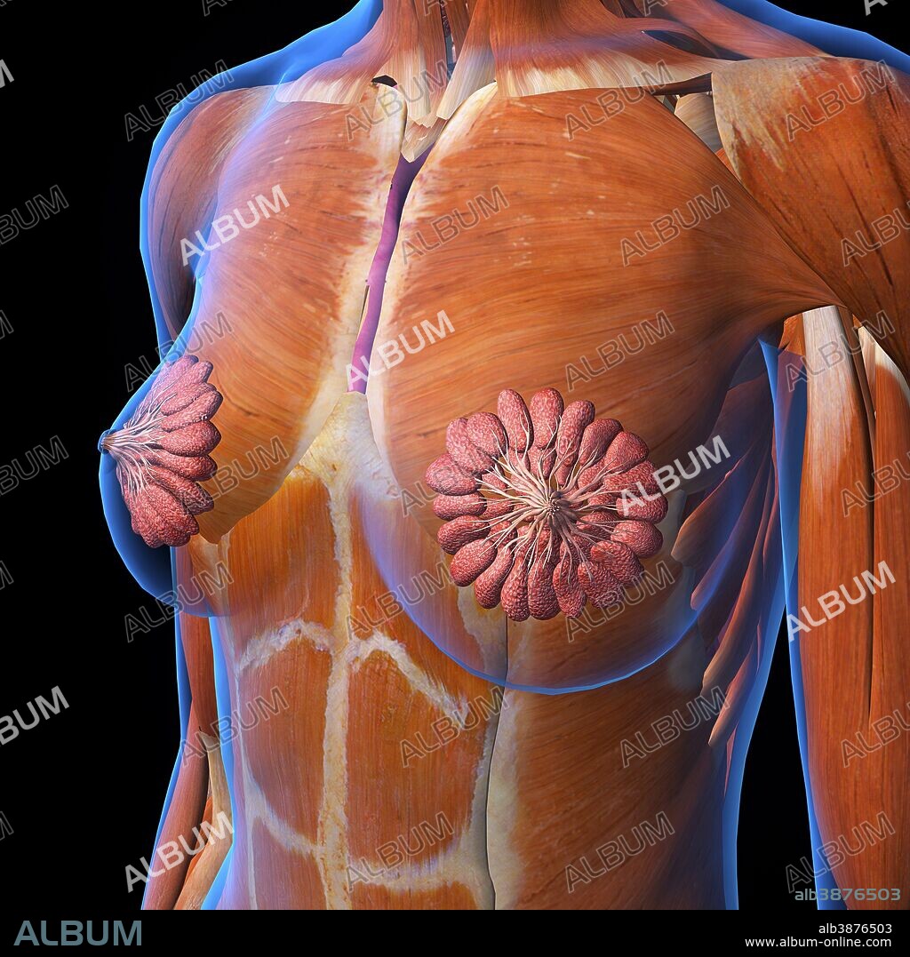 Female chest and breast anatomy. - Album alb3876503