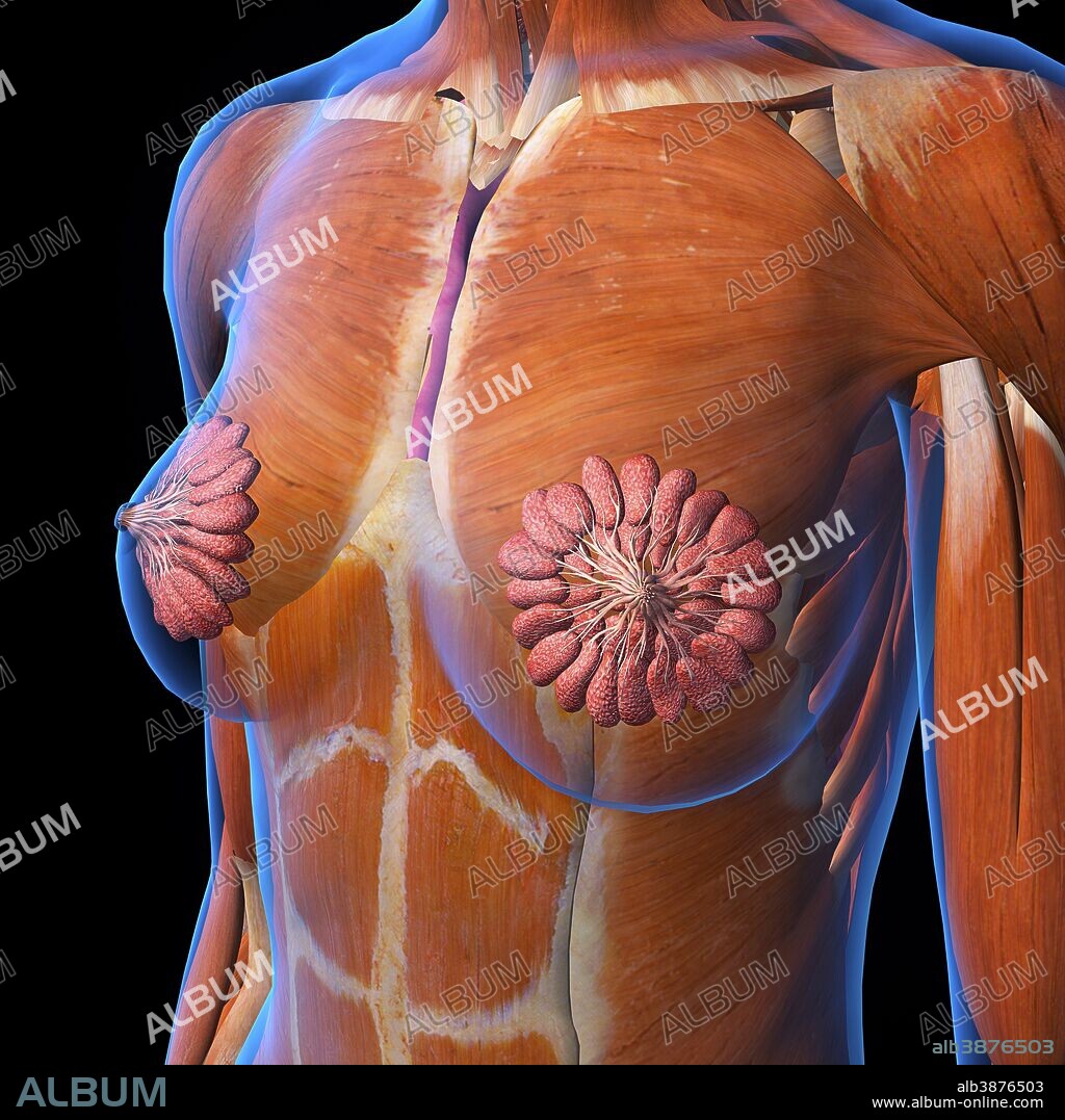 Female chest and breast anatomy, x-ray view on black background.