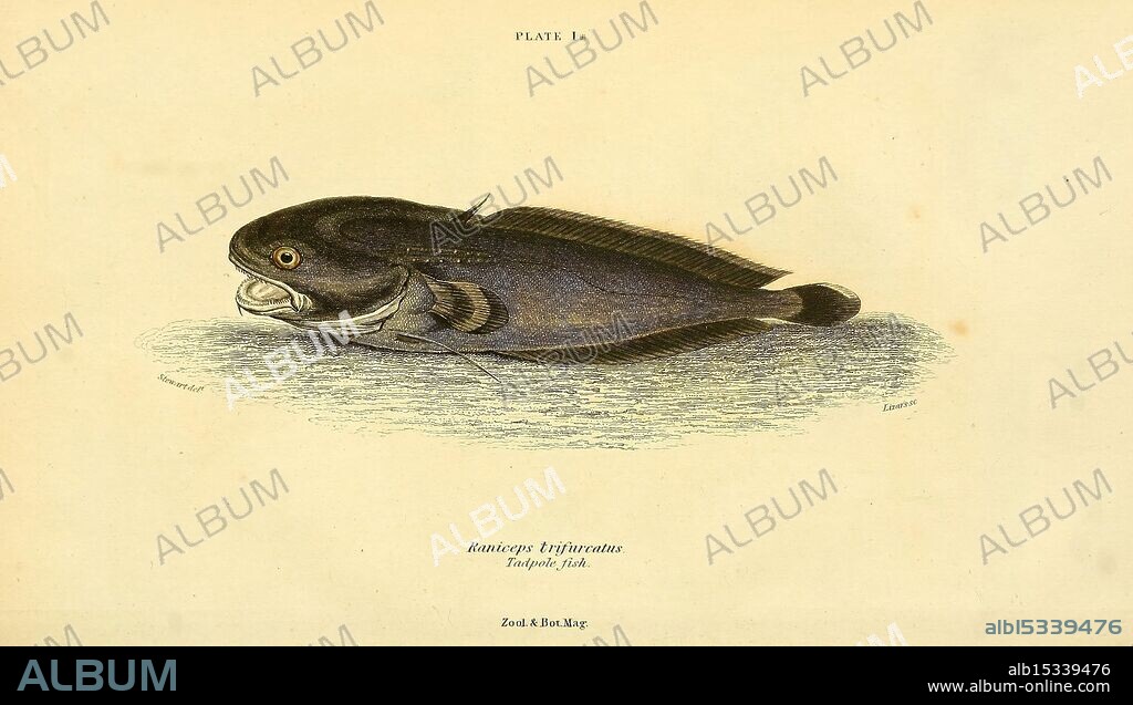 Magazine of zoology and botany, Edinburgh, Dublin, botany, natural history, periodicals, zoology, A detailed depiction of a fish, showcasing its elongated body and distinctive features. The fish is oriented horizontally, with its mouth open, revealing sharp teeth. Its scales reflect a mix of dark hues along the back and lighter tones on the belly, highlighting the contrast in its coloration. The eye is prominent and expressive, adding depth to its appearance. Accompanying the illustration is a label identifying the species as 'Bacalao,' indicating its place in a scientific context. The background is stylized to mimic a natural habitat, providing a subtle texture that enhances the overall presentation of this aquatic creature.