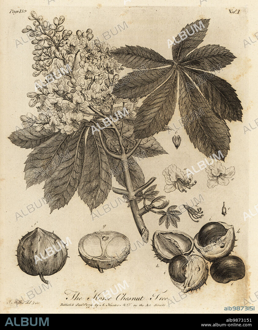 Horse chestnut, Aesculus hippocastanum. Horse Chestnut Tree, Aesculus hippo-castanum. Copperplate engraving drawn and engraved by John Miller (Johann Sebastian Muller) from John Evelyns Sylva, or A Discourse of Forest Trees and the Propagation of Timer, J. Dodsley, London, 1776.