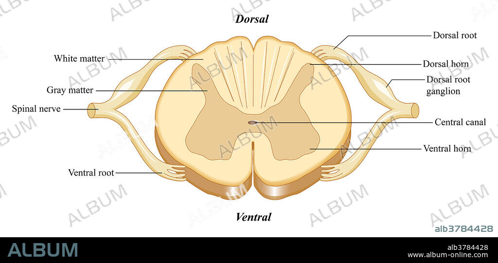 A cross section view of the spinal cord and the different parts of the spinal cord.