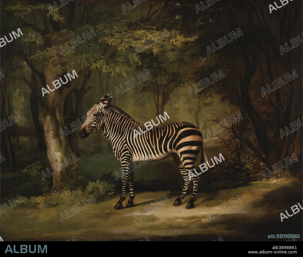 GEORGE STUBBS. Zebra. Date/Period: 1763. Painting. Oil on canvas. Height: 1,029 mm (40.51 in); Width: 1,276 mm (50.23 in).