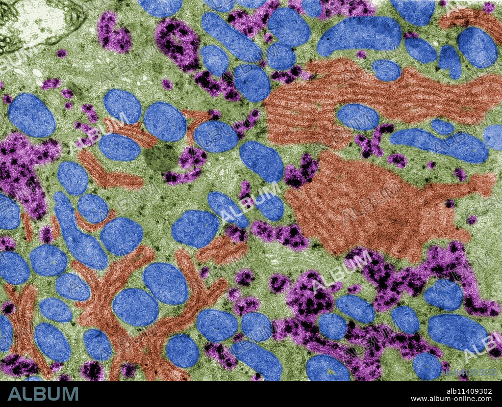 Color-enhanced transmission electron microscope (TEM) micrograph showing mitochondria (blue), glycogen (pink), rough endoplasmic reticulum (red) in the cytoplasm of a hepatocyte. x10,000.