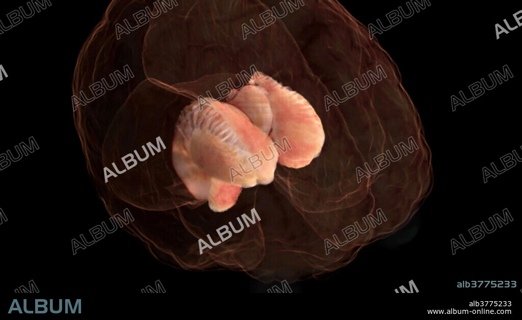 3-D visualization using scanned human data of an anterolateral view of the caudate nucleus and lentiform nucleus. The caudate and lentiform nuclei are basal ganglia that make up the dorsal striatum, which plays a significant role in the brain's decision-making skills and ability to process and store memories. The dorsal striatum also aids in the voluntary movement of the body.