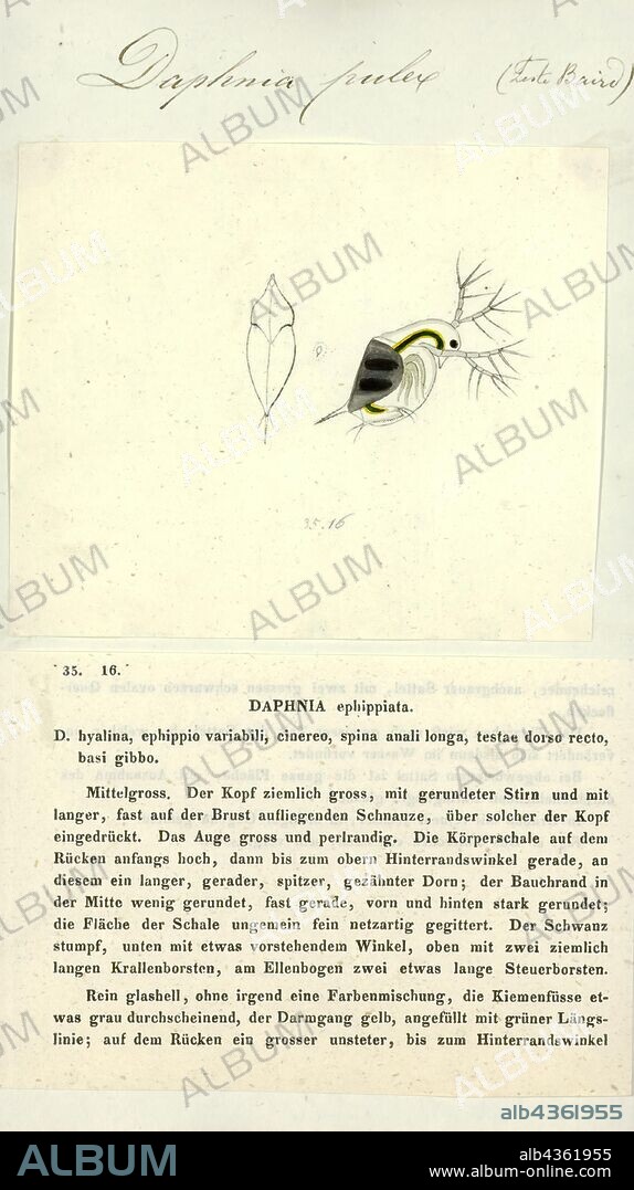 Daphnia pulex, Print, Daphnia pulex is the most common species of water flea. It has a cosmopolitan distribution: the species is found throughout the Americas, Europe and Australia. It is a model species, and was the first crustacean to have its genome sequenced.