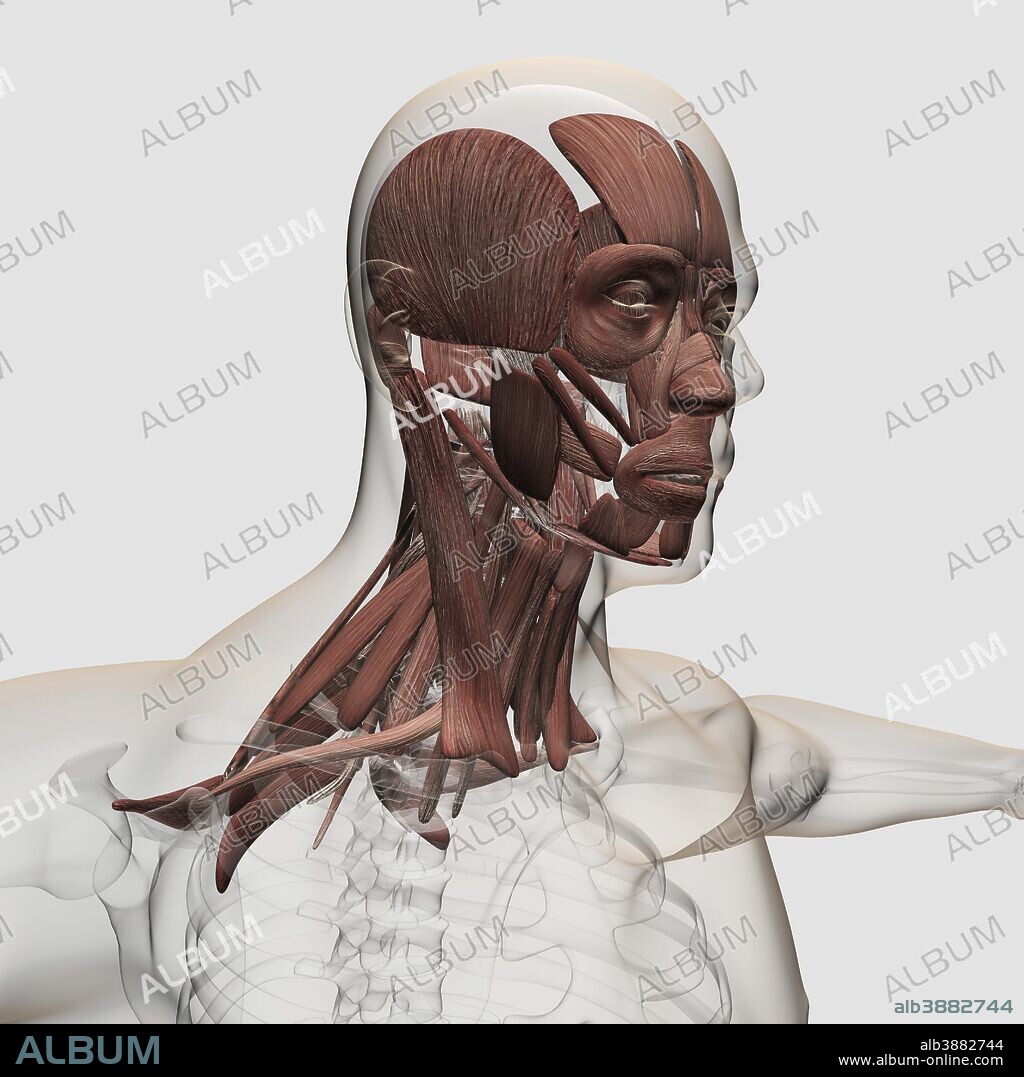 Anatomy of male facial and neck muscles, front view.