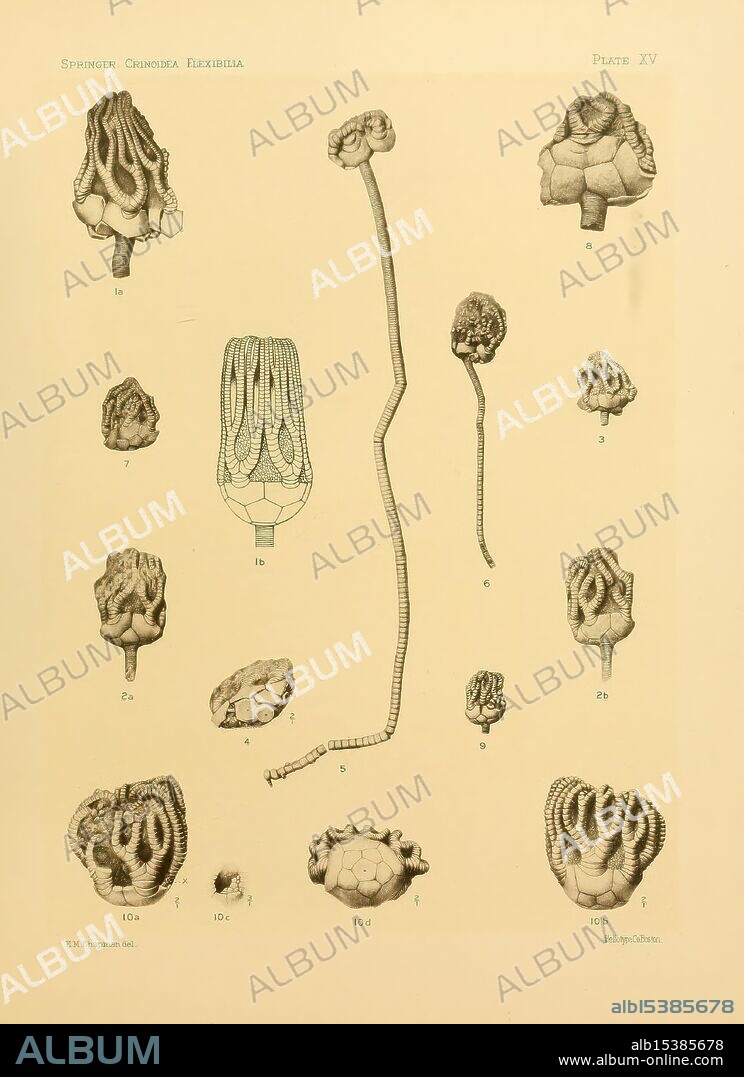 The Crinoidea flexibilia, Washington D.C, 1920, crinoid fossil, This detailed illustration showcases various specimens of marine organisms, specifically focusing on different types of sponges and their structural variations. Each numbered figure depicts unique morphological features ranging from simple to more complex forms. Notable examples include intricate patterns of skeletal structures, showcasing the diverse architecture and textures that characterize these organisms. The arrangement highlights both the diversity of sponge species and the scientific interest in their anatomy, reflecting a historical perspective on marine biology and taxonomy.