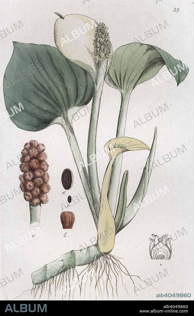 Bog Arum (Calla palustris), 1804-1811. From Svensk Botanik (Swedish Botany), 1804-1815. From the Landskrona Museum Collection.