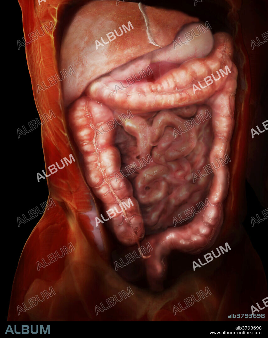 Digestive organs of the abdominal region. The large intestine absorbs water and vitamins and propels fecal matter towards the rectum through haustral contractions and mass movements. The large intestine is subdivided into a cecum, appendix, colon, rectum, and anal canal.