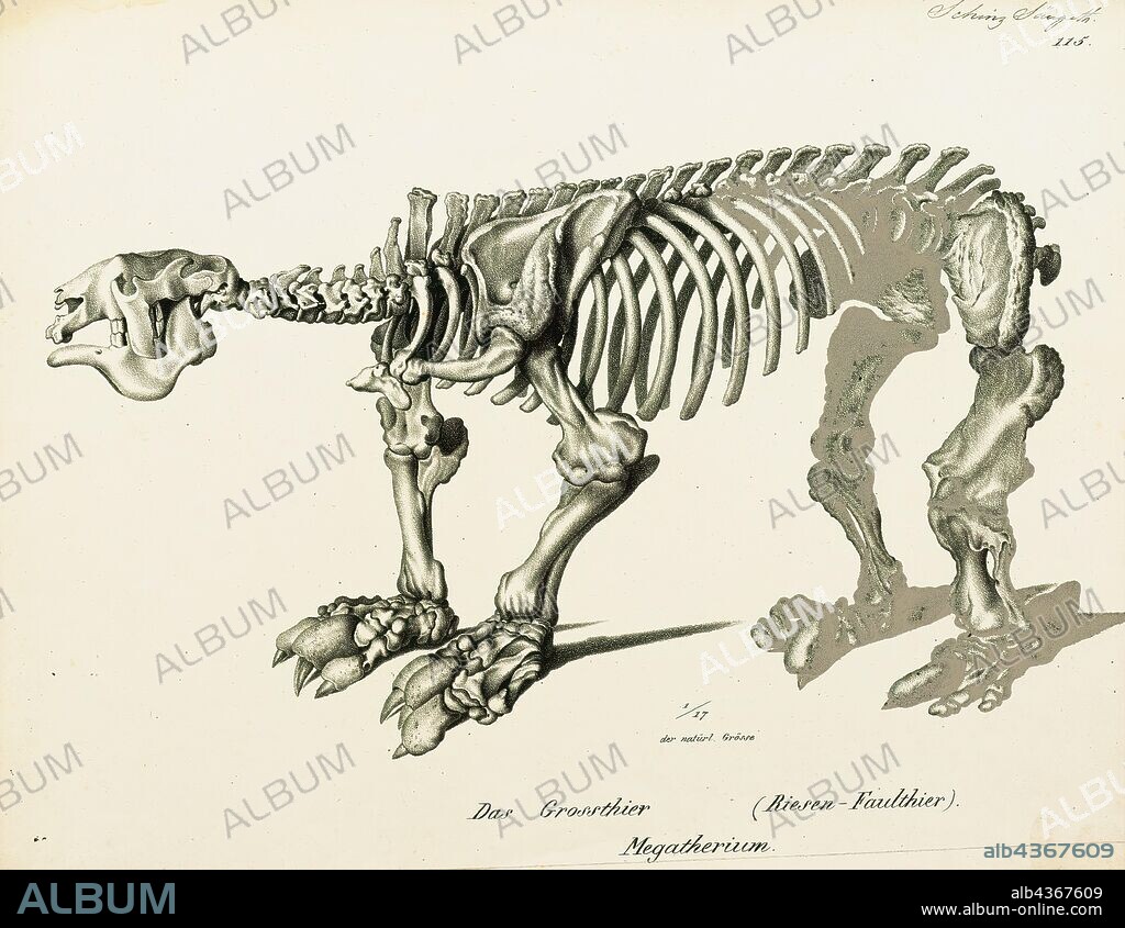 Megatherium cuvierii, Print, Megatherium was a genus of elephant-sized ground sloths endemic to South America, sometimes called the giant ground sloth, that lived from the Early Pliocene through the end of the Pleistocene.Only a few other land mammals equaled or exceeded Megatherium in size, such as large proboscideans (e.g., elephants) and the giant rhinoceros Paraceratherium. Megatherium was first discovered in 1788 on the bank of the Luján River in Argentina, the holotype specimen was then shipped to Spain the following year wherein it caught the attention of the esteemed paleontologist Georges Cuvier, Cuvier was the first to determine, by means of comparative anatomy, that Megatherium was a sloth., skeleton.