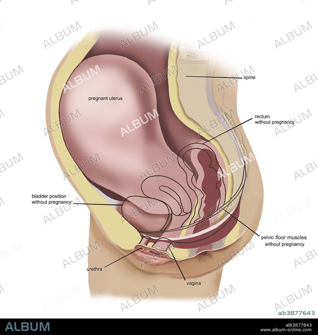 Sagittal view of pregnant uterus showing outline of usual position of pelvic organs with explanatory text.