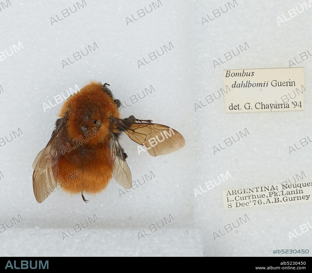 Lake Currhue, Lanin National Park, Neuquen, Argentina, Bombus (Fervidobombus) dahlbomii Guérin, Animalia, Arthropoda, Insecta, Hymenoptera, Apidae, Apinae.