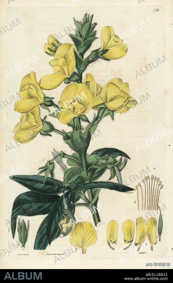 Nepaul piptanthus, Piptanthus nepalensis. Handcoloured copperplate engraving by Weddell after a botanical illustration by Edward Dalton Smith from Robert Sweet's The British Flower Garden, Ridgeway, London, 1828.