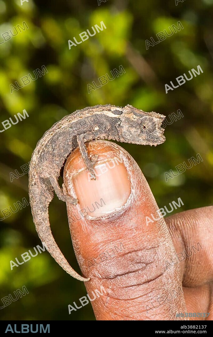 Madagascan Dwarf Chameleon (Brookesia minima), Madagascar, Africa.