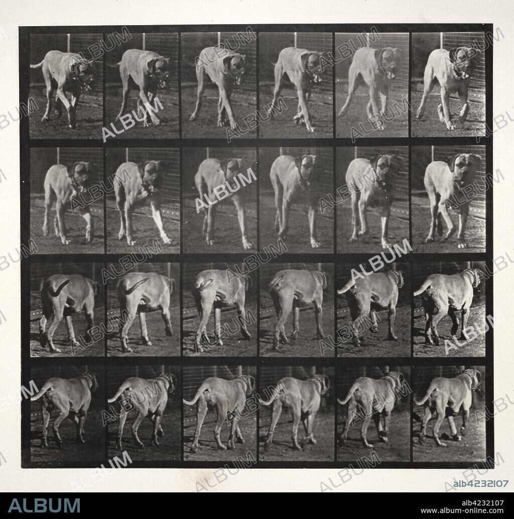 Animal Locomotion, Pl. 705: "Dread" Trotting, 1887. Eadweard J. Muybridge (American, 1830-1904), University of Pennsylvania. Collotype; image: 26.1 x 28 cm (10 1/4 x 11 in.); paper: 48.4 x 61.2 cm (19 1/16 x 24 1/8 in.); matted: 55.9 x 71.1 cm (22 x 28 in.).