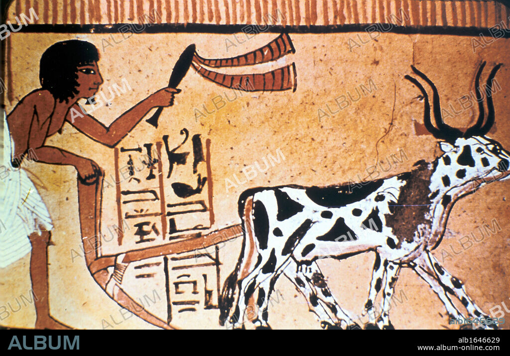 Tomb of Sennutem (Sennedjem) near Deir el-Medina, the Workers' Village. Sennutem ploughing with cattle.