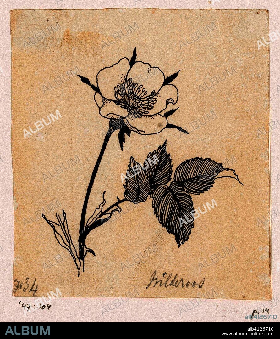 Wild Rose. Draughtsman: Willem Wenckebach. Dating: in or before 1893. Measurements: h 126 mm × w 113 mm.
