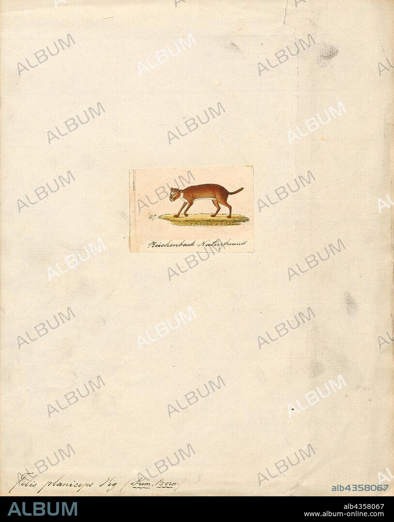 Felis planiceps, Print, The flat-headed cat (Prionailurus planiceps) is a small wild cat native to the Thai-Malay Peninsula, Borneo, and Sumatra. It is an Endangered species, because the wild population probably comprises fewer than 2, 500 mature individuals, with small subpopulations of no more than 250 adults. The population inhabits foremost wetlands, which are being destroyed and converted. For these reasons, it is listed on the IUCN Red List since 2008., 1834.