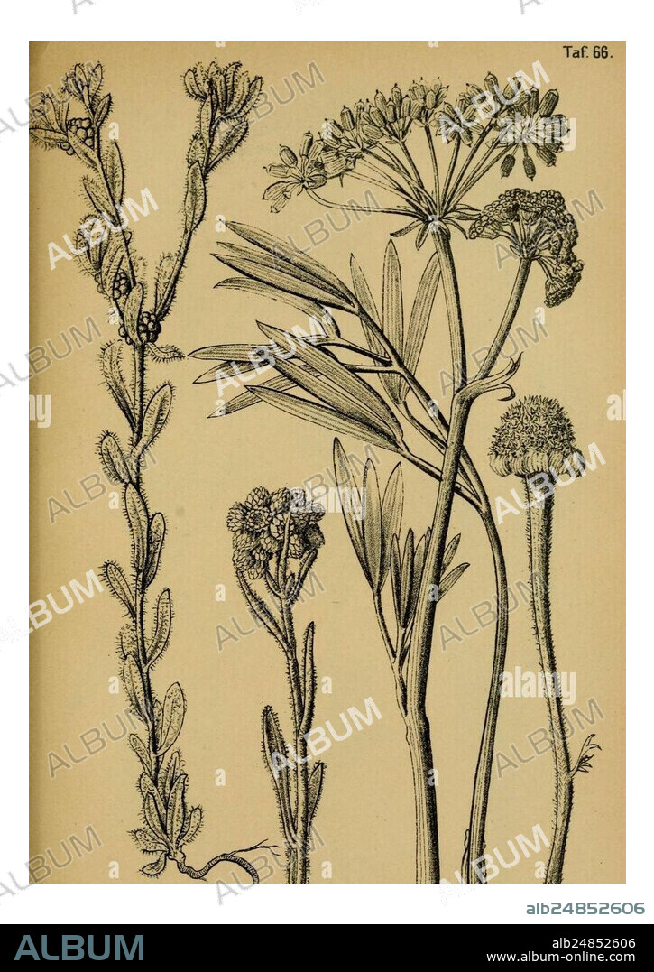 Die Pflanzenwelt Dalmatiens, Leipzig, W. Klinkhardt, 1911, Croatia, Dalmatia, plants, The illustration showcases a variety of botanical specimens, meticulously rendered to highlight their distinctive features. On the left, a slender, vertical stem exhibits clusters of small leaves, complemented by finely detailed floral arrangements at the top. Adjacent to it, a shorter stem presents a unique arrangement of tightly packed buds, demonstrating intricate geometric patterns. Exploring further, another specimen reveals elongated, linear leaves sprouting from a central node, suggesting a different s