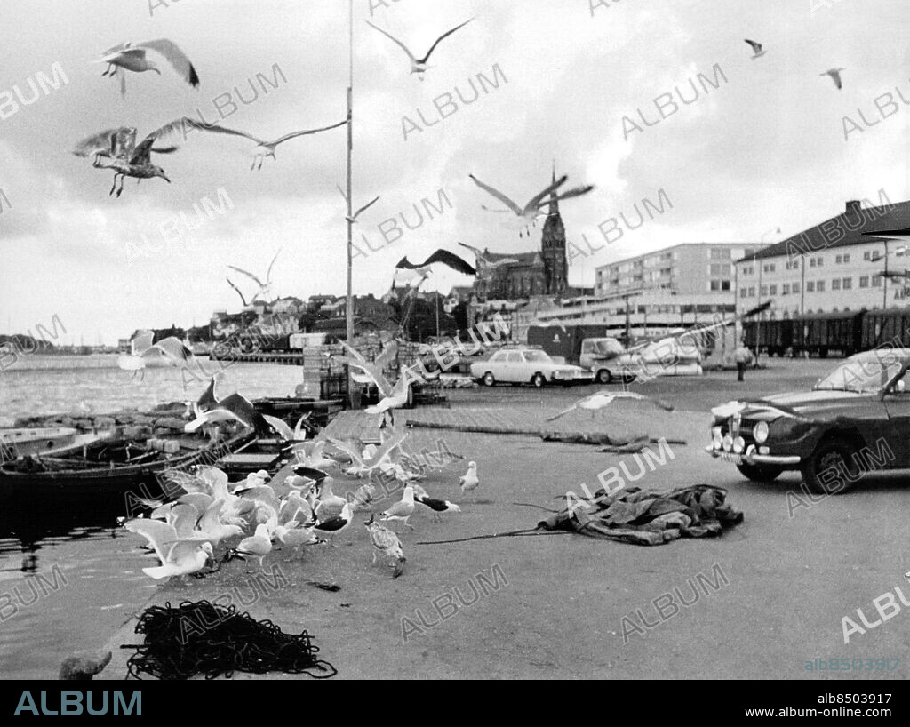 Lysekil 1968-07-29. Havstrutar i Lysekil har fått makrill att kalasa på . Foto: Bo Schreiber / SvD / TT / kod 12014.