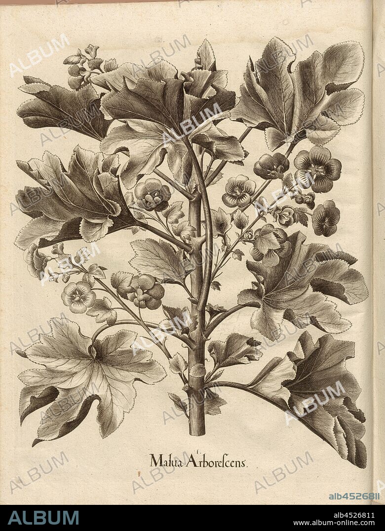 Malua arborescens, Copperplate, p. 486, Besler, Basilius; Jungermann, Ludwig, 1713, Basilius Besler: Hortus Eystettensis (...). Nürnberg, 1713.
