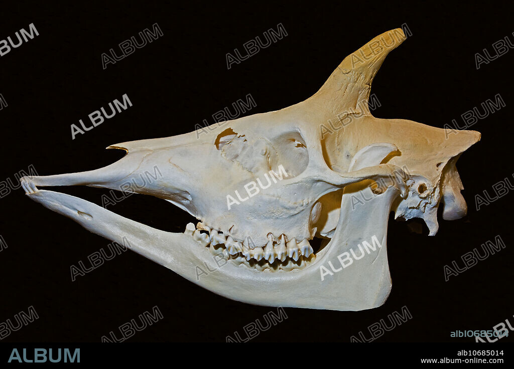 Okapi Skull. (Okapia johnstoni). Osteology Museum. Oklahoma City, Oklahoma, USA.